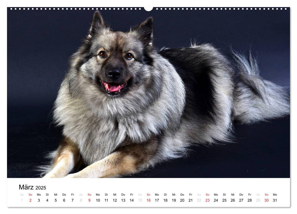 Der Wolfsspitz (CALVENDO Wandkalender 2025)