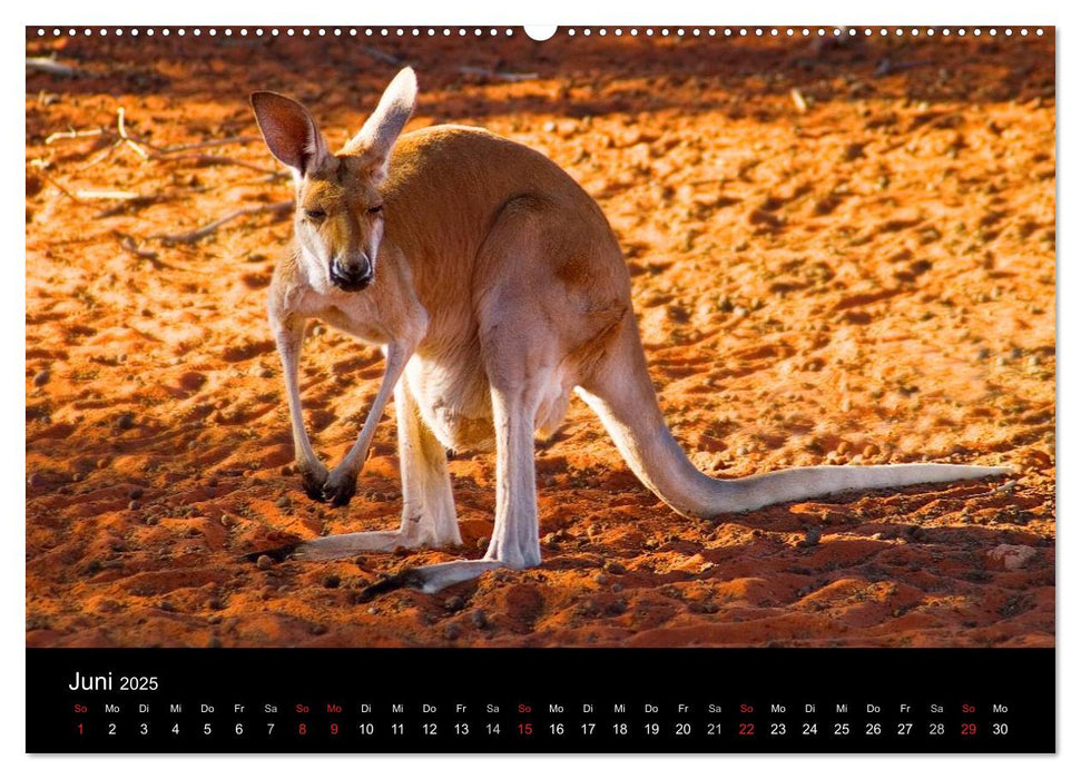 Australien (CALVENDO Premium Wandkalender 2025)