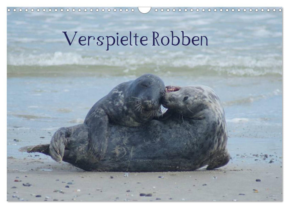 Verspielte Robben (CALVENDO Wandkalender 2025)