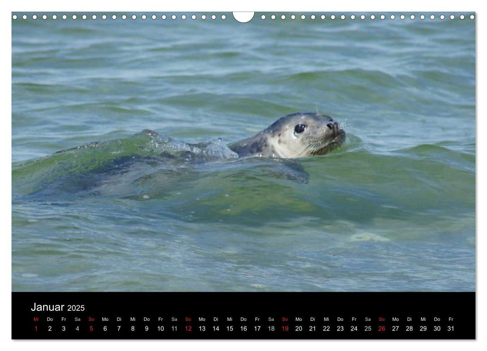 Verspielte Robben (CALVENDO Wandkalender 2025)