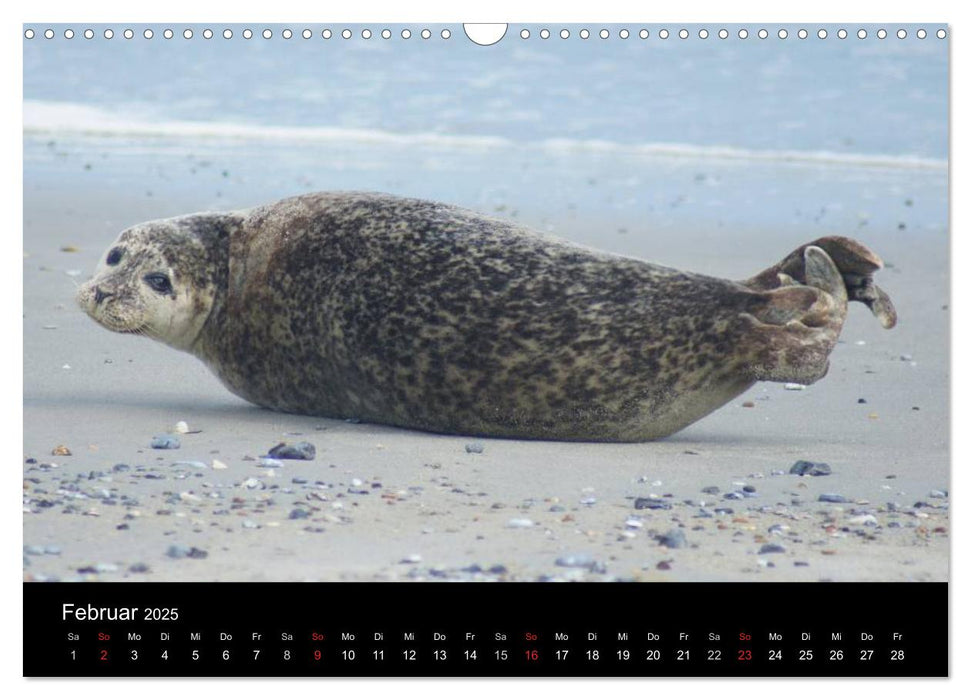 Verspielte Robben (CALVENDO Wandkalender 2025)