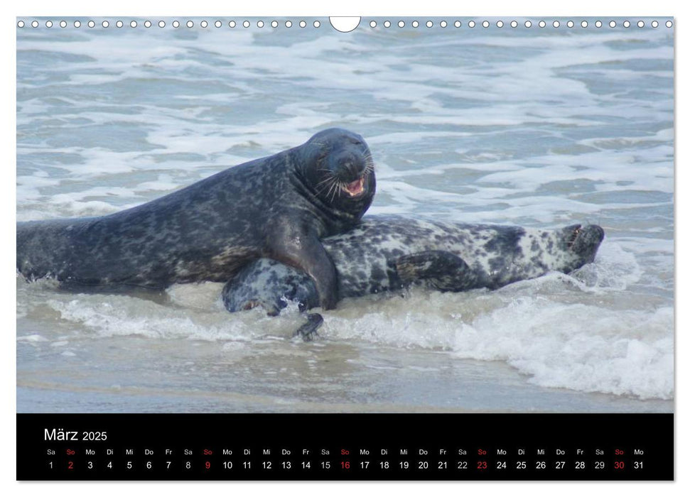 Verspielte Robben (CALVENDO Wandkalender 2025)