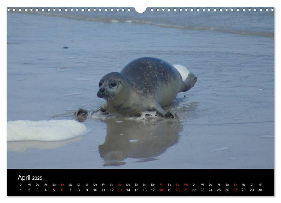 Verspielte Robben (CALVENDO Wandkalender 2025)