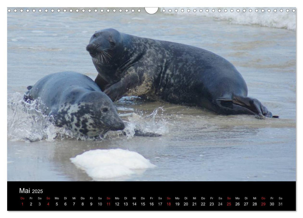 Verspielte Robben (CALVENDO Wandkalender 2025)