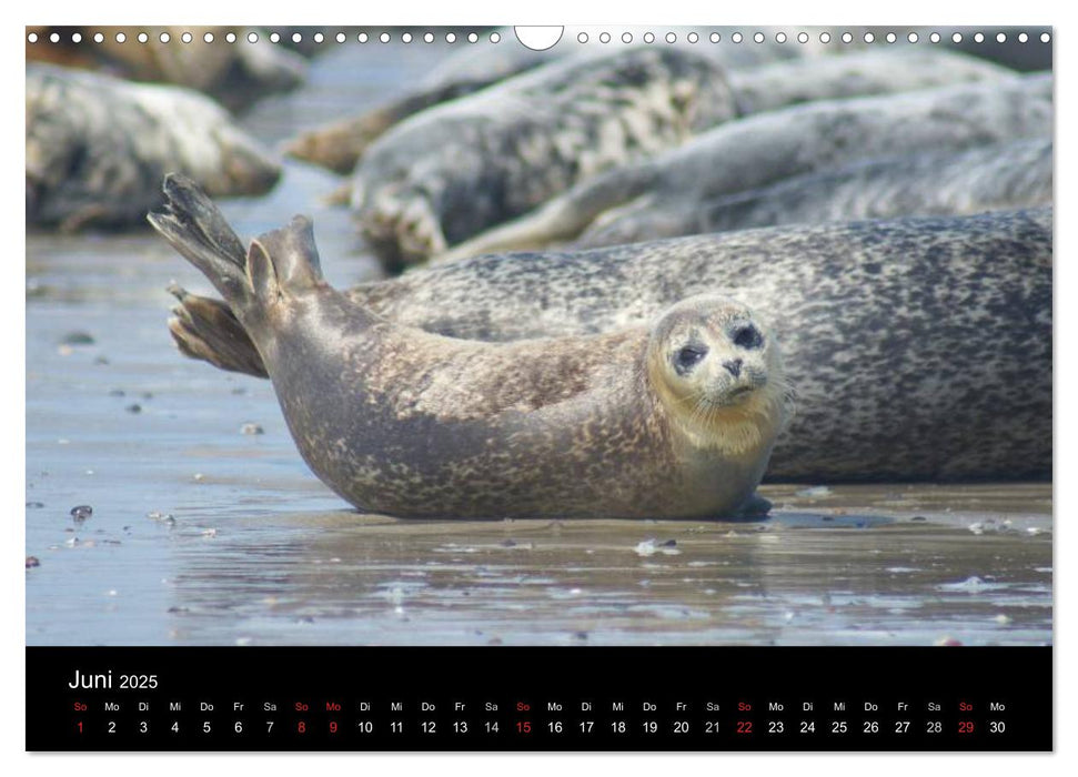 Verspielte Robben (CALVENDO Wandkalender 2025)