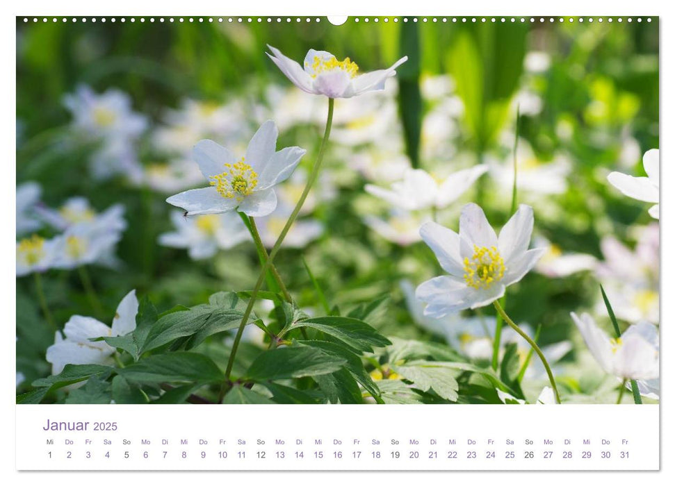 Blumen & Blüten Träume (CALVENDO Premium Wandkalender 2025)