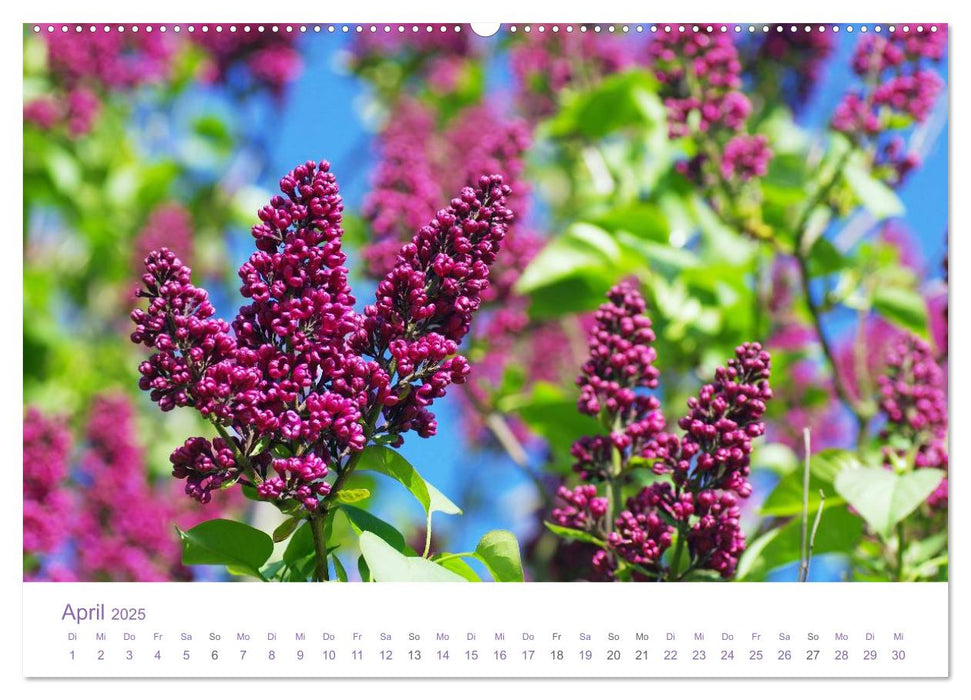 Blumen & Blüten Träume (CALVENDO Premium Wandkalender 2025)