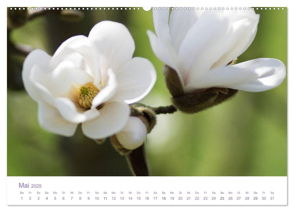 Blumen & Blüten Träume (CALVENDO Premium Wandkalender 2025)