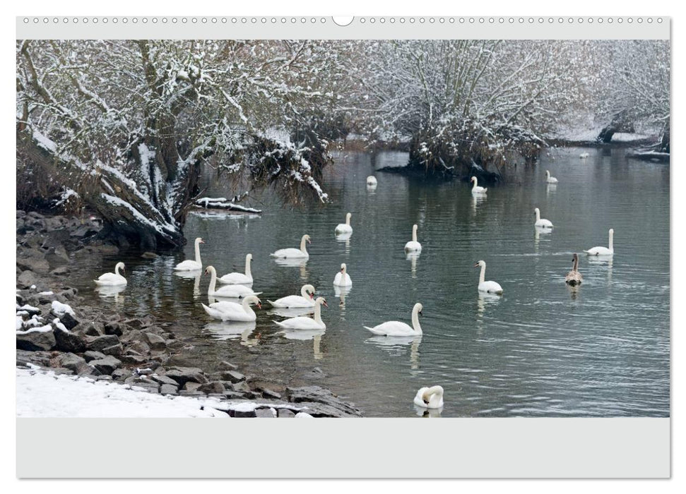 Mit dem Schwan durchs Jahr 2025 (CALVENDO Premium Wandkalender 2025)