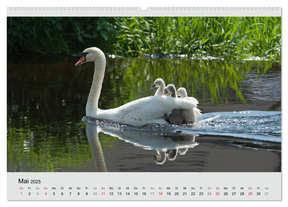 Mit dem Schwan durchs Jahr 2025 (CALVENDO Premium Wandkalender 2025)