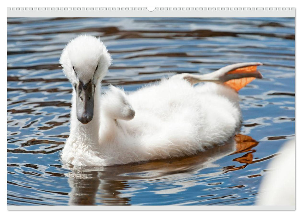 Mit dem Schwan durchs Jahr 2025 (CALVENDO Premium Wandkalender 2025)