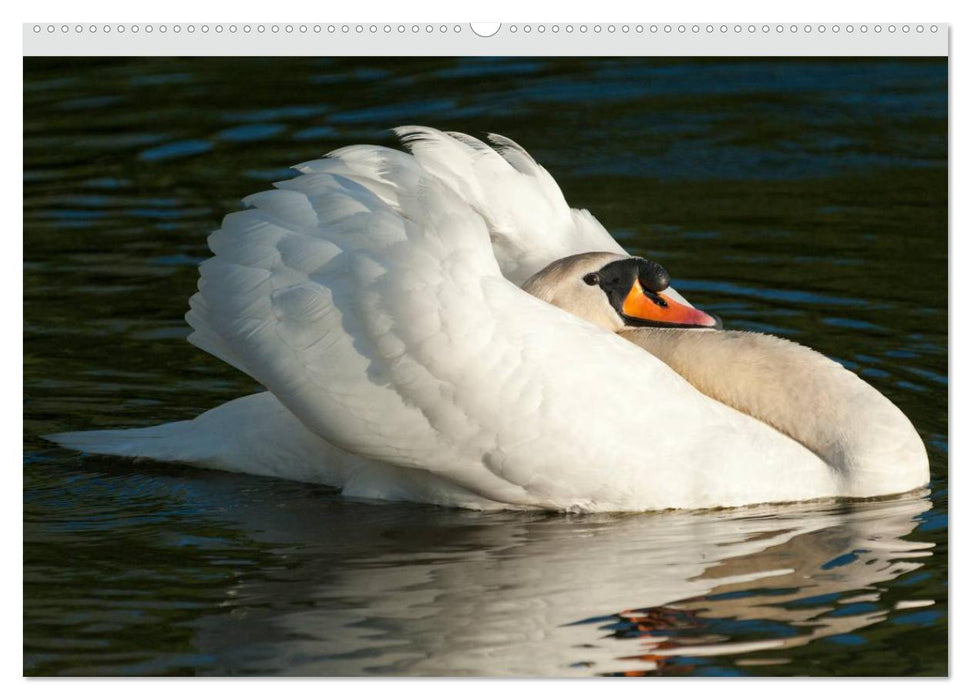 Mit dem Schwan durchs Jahr 2025 (CALVENDO Premium Wandkalender 2025)