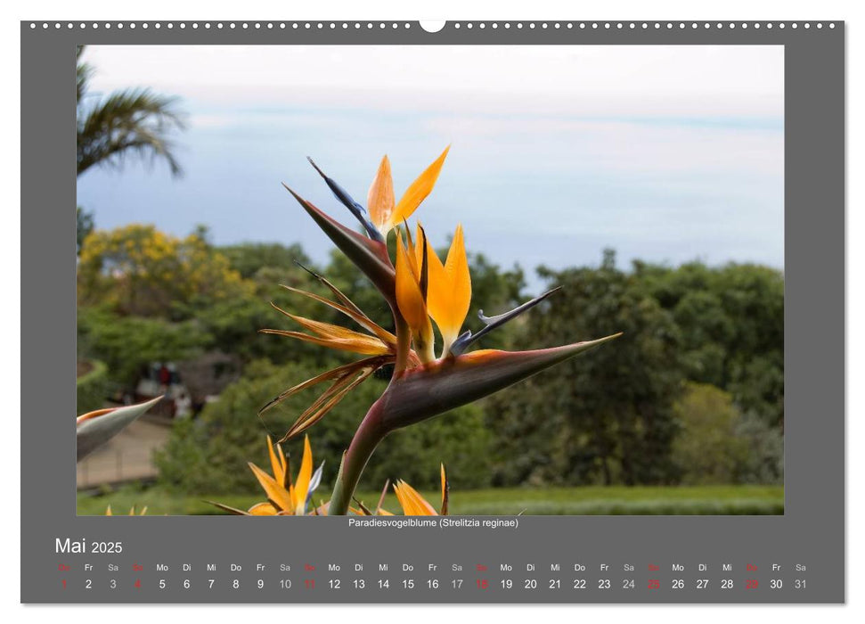 Madeiras Blumenwelt (CALVENDO Premium Wandkalender 2025)