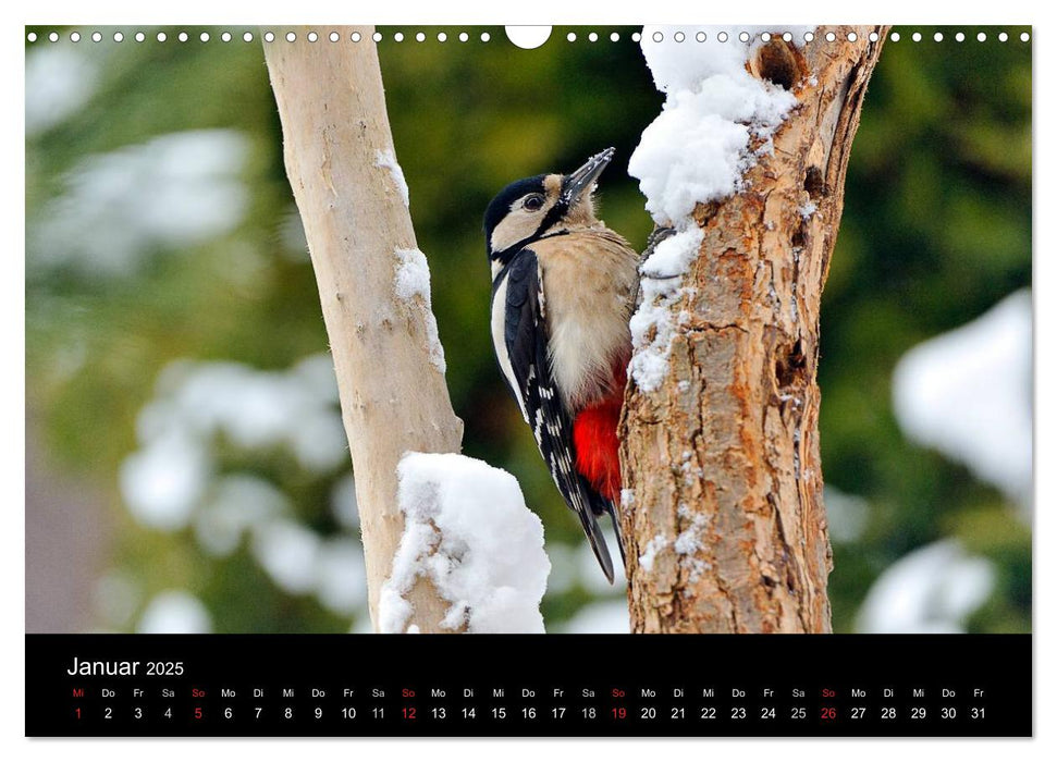 Vögel in Deutschland (CALVENDO Wandkalender 2025)