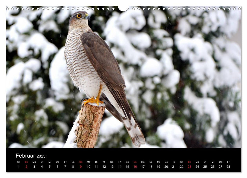 Vögel in Deutschland (CALVENDO Wandkalender 2025)