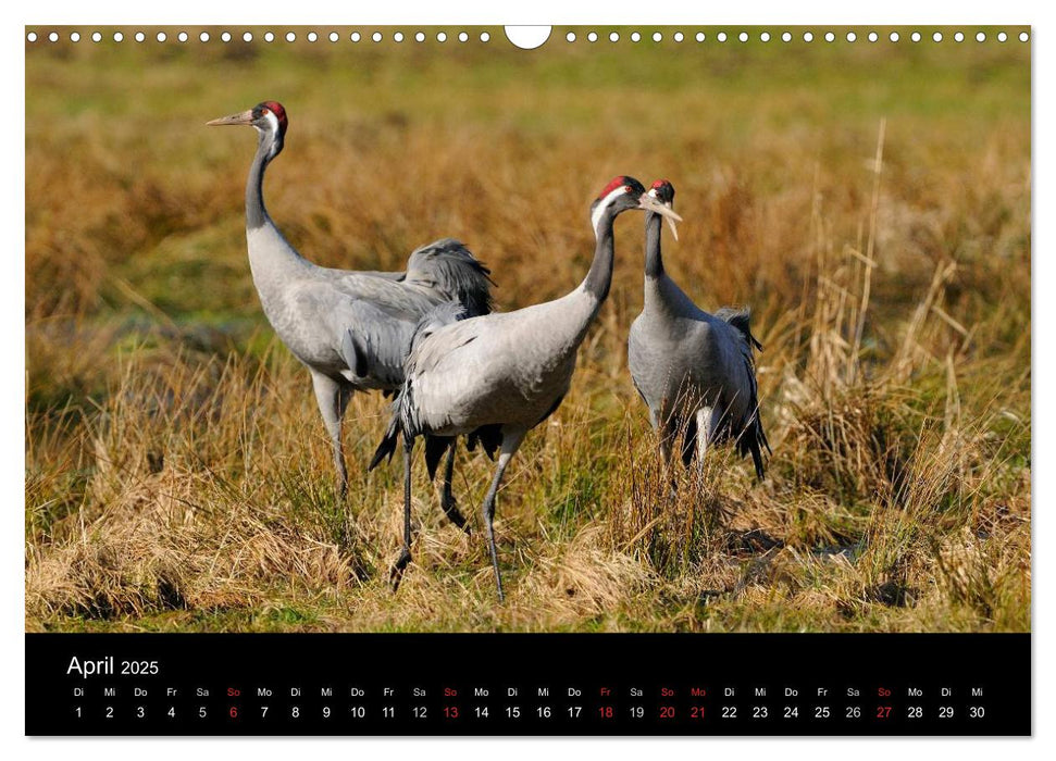 Vögel in Deutschland (CALVENDO Wandkalender 2025)