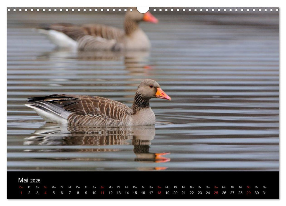 Vögel in Deutschland (CALVENDO Wandkalender 2025)