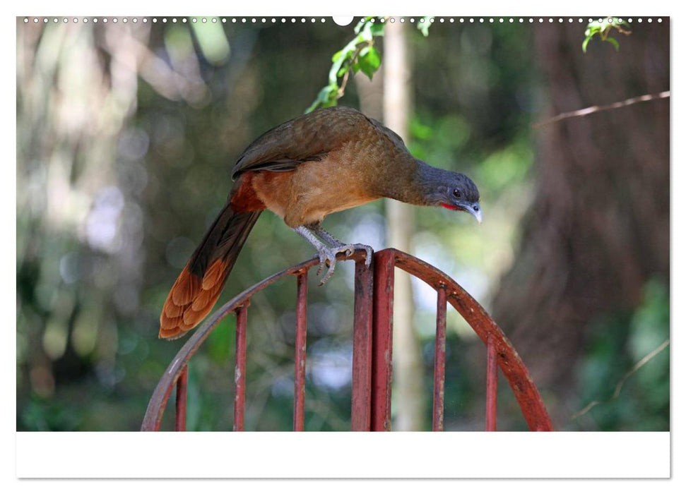 Trinidad & Tobago (CALVENDO Premium Wandkalender 2025)