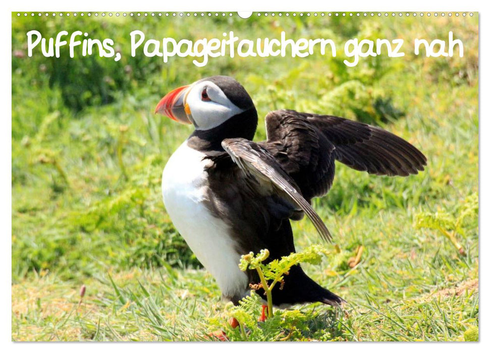 Puffins, Papageitauchern ganz nah (CALVENDO Wandkalender 2025)