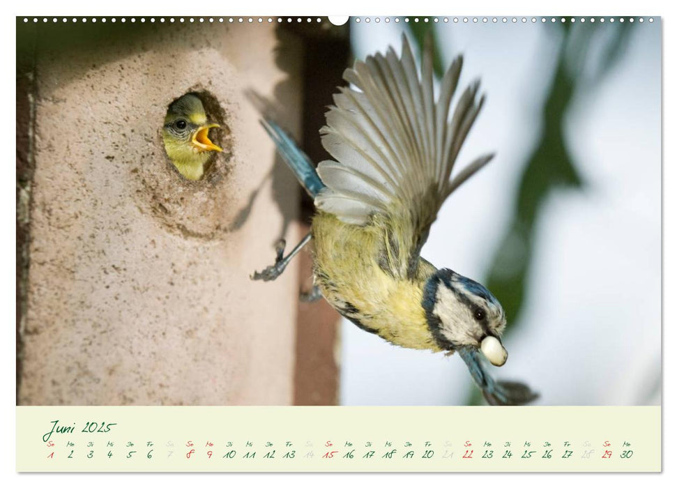 Elternzeit - das Familienleben der Blaumeisen (CALVENDO Wandkalender 2025)