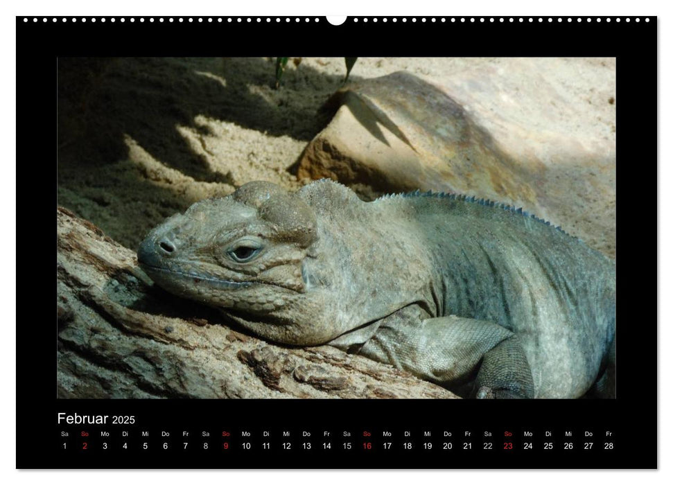 Faszinierende Reptilien (CALVENDO Wandkalender 2025)
