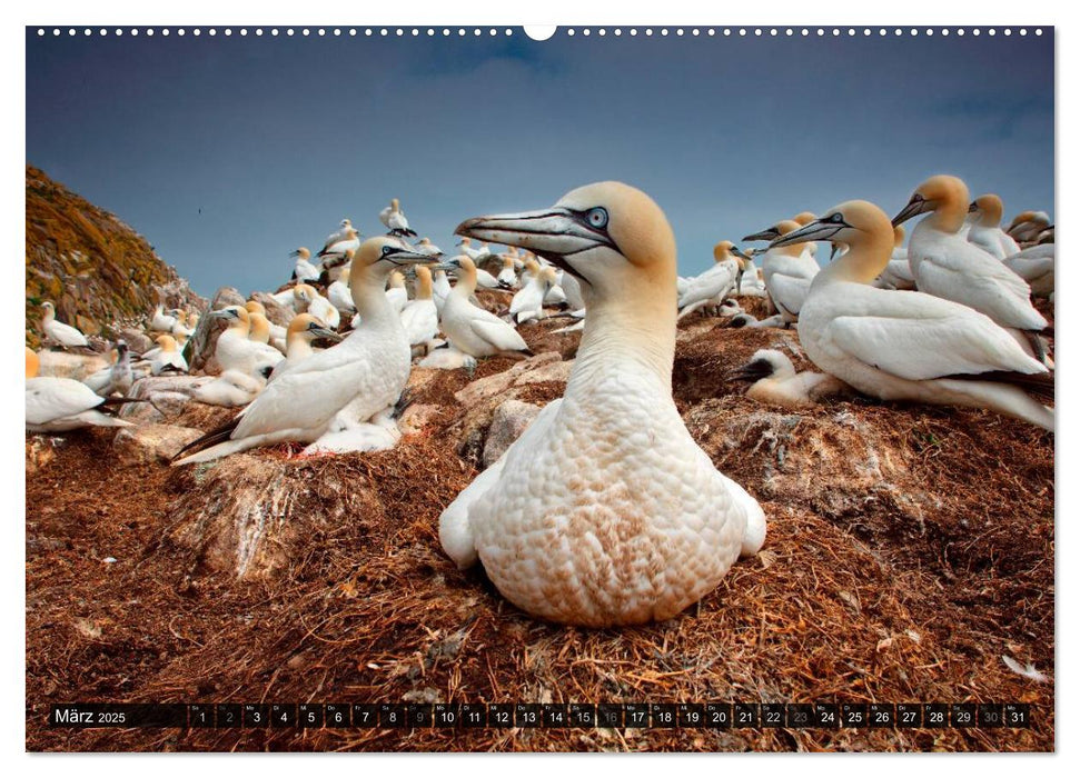 VÖGEL (CALVENDO Wandkalender 2025)