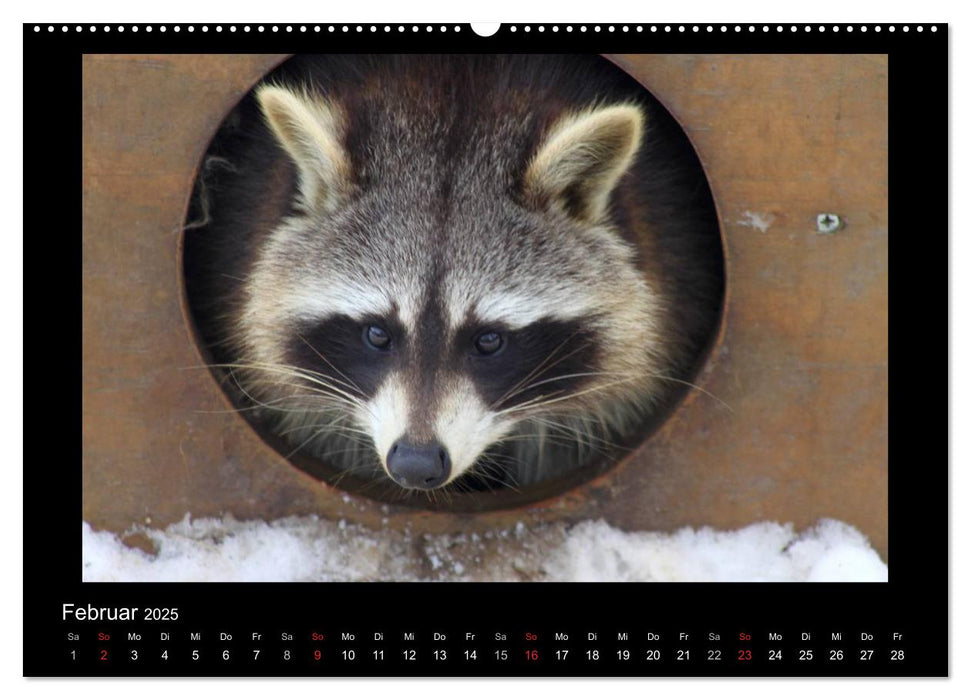 Waschbären (CALVENDO Premium Wandkalender 2025)