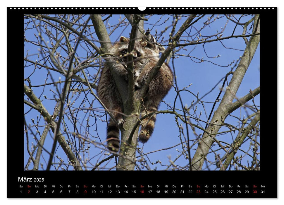 Waschbären (CALVENDO Premium Wandkalender 2025)