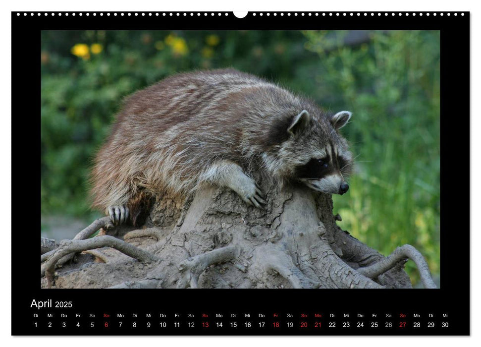 Waschbären (CALVENDO Premium Wandkalender 2025)