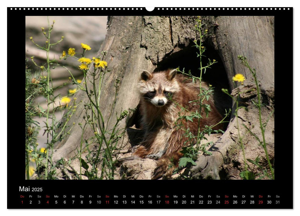 Waschbären (CALVENDO Premium Wandkalender 2025)