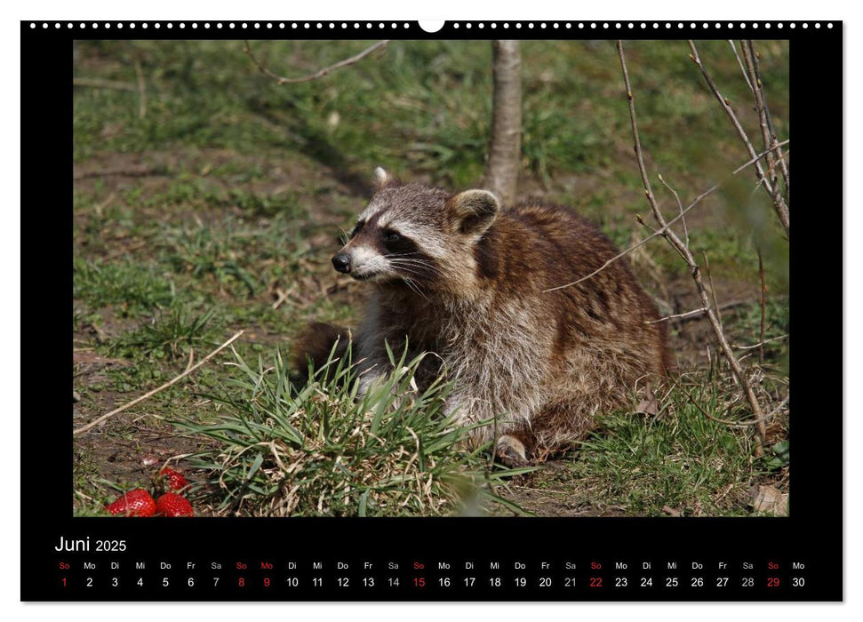 Waschbären (CALVENDO Premium Wandkalender 2025)