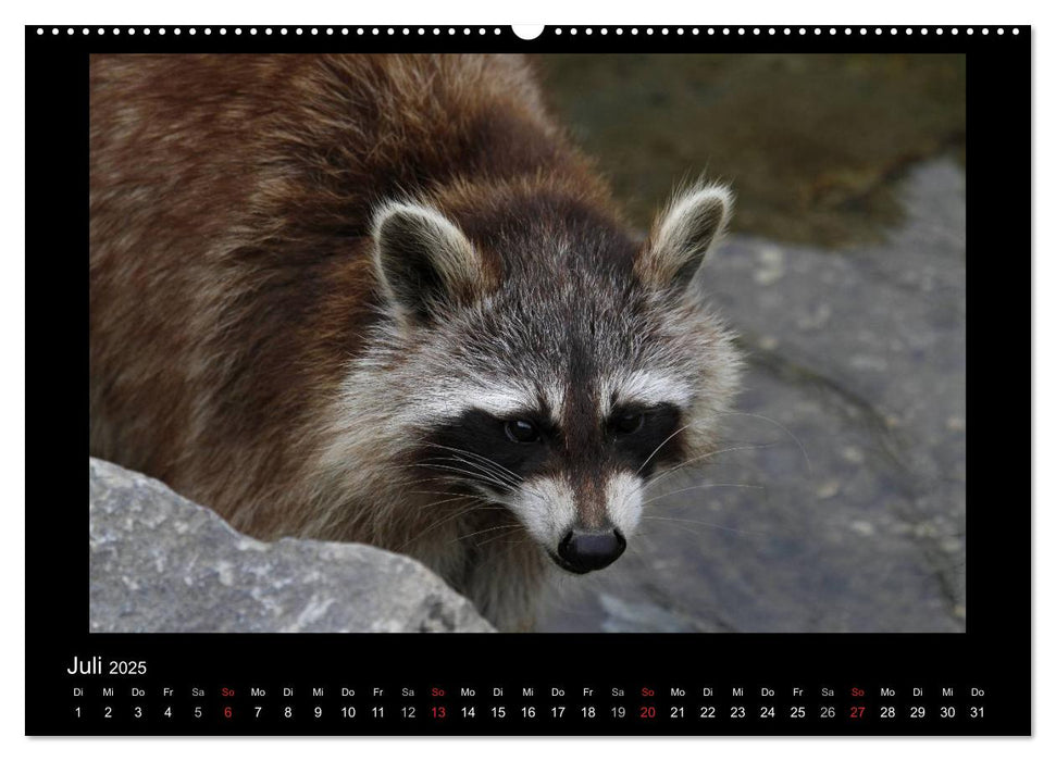 Waschbären (CALVENDO Premium Wandkalender 2025)