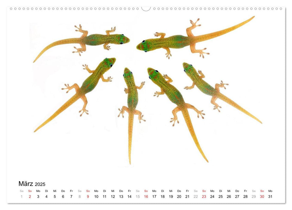 Der kleine Gecko und seine Freunde (CALVENDO Premium Wandkalender 2025)