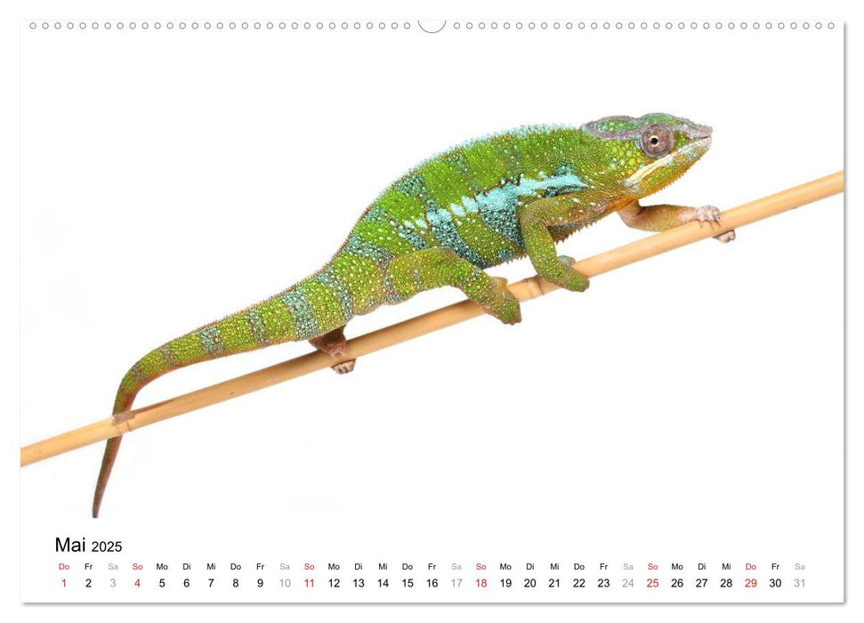 Der kleine Gecko und seine Freunde (CALVENDO Premium Wandkalender 2025)