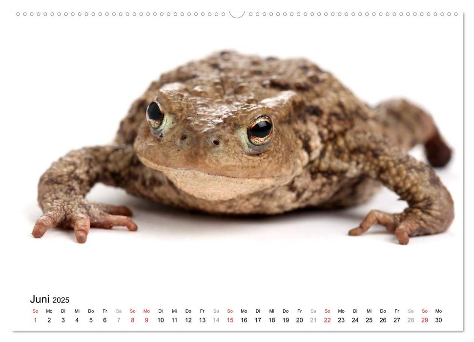 Der kleine Gecko und seine Freunde (CALVENDO Premium Wandkalender 2025)