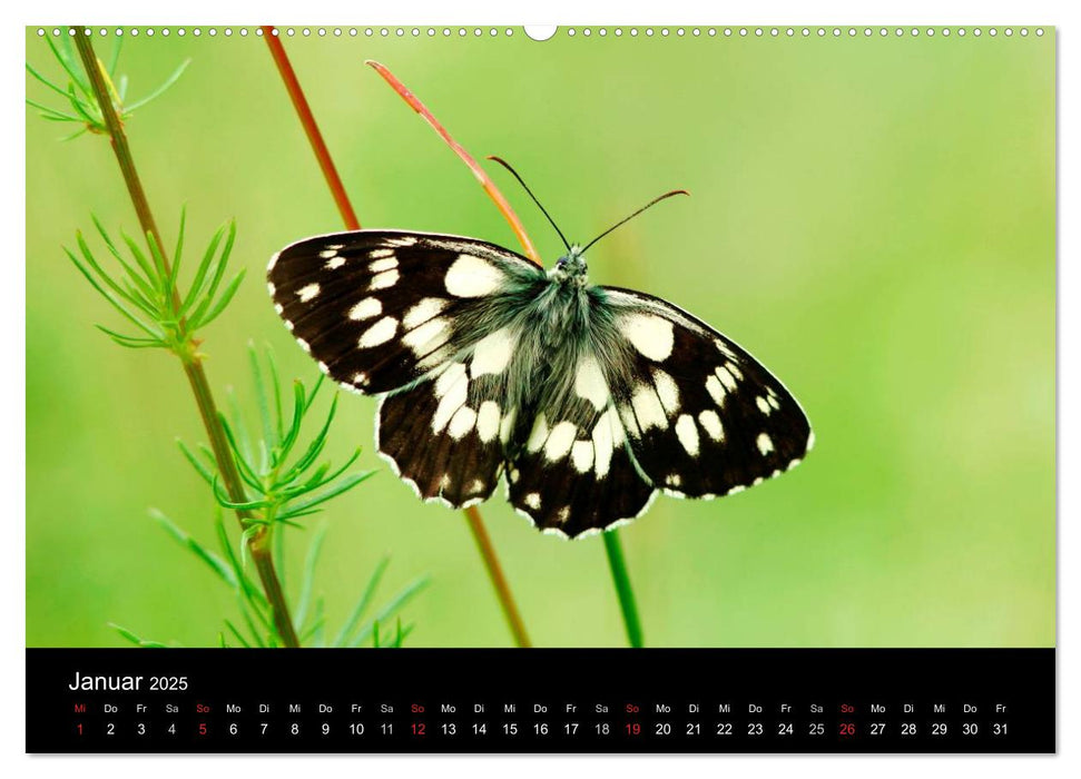 Schmetterlinge (CALVENDO Premium Wandkalender 2025)