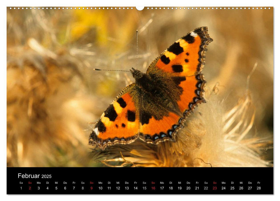 Schmetterlinge (CALVENDO Premium Wandkalender 2025)