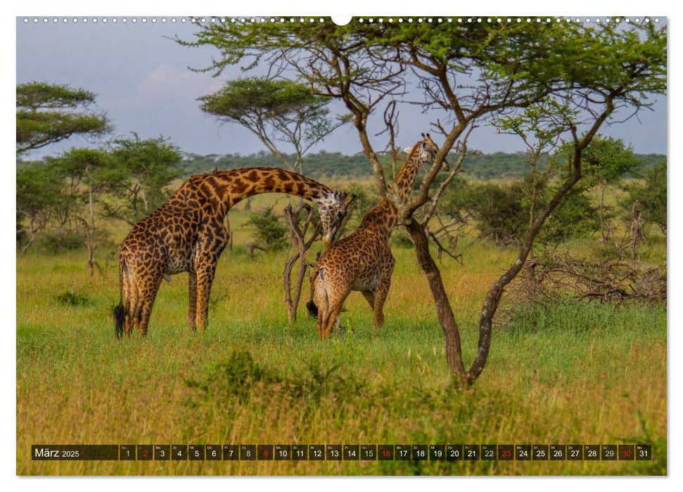 Abenteuer Tansania, Afrika (CALVENDO Wandkalender 2025)