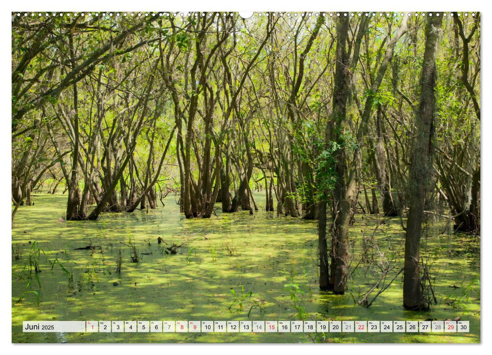 FLORIDA Malerischer Sonnenscheinstaat (CALVENDO Premium Wandkalender 2025)