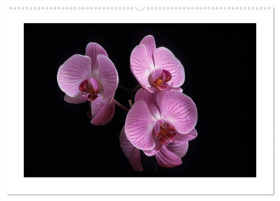 Orchideen 2025 (CALVENDO Premium Wandkalender 2025)