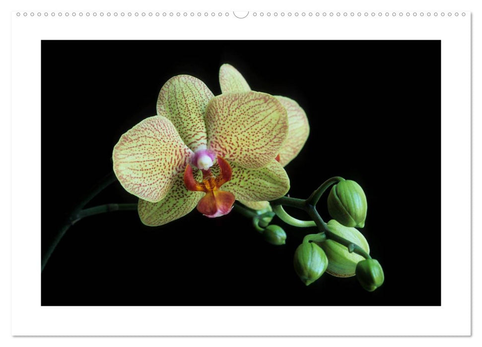 Orchideen 2025 (CALVENDO Premium Wandkalender 2025)