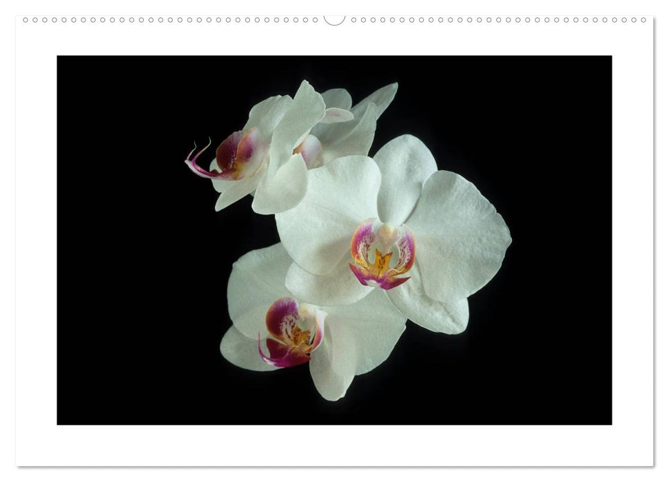 Orchideen 2025 (CALVENDO Premium Wandkalender 2025)
