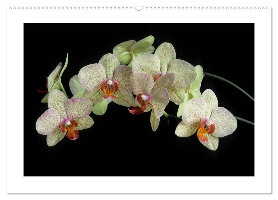 Orchideen 2025 (CALVENDO Premium Wandkalender 2025)