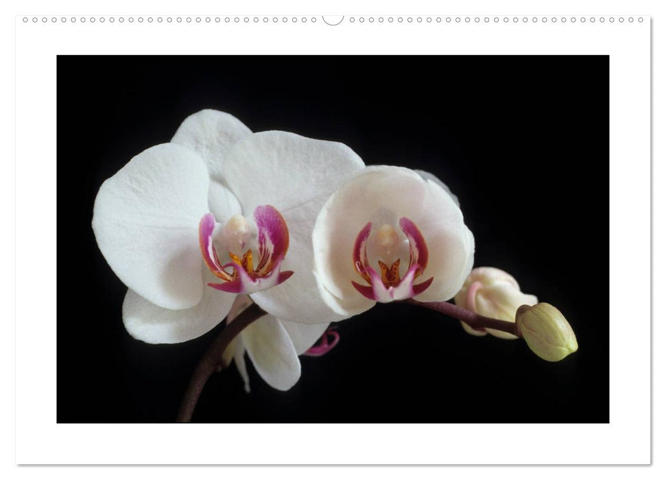 Orchideen 2025 (CALVENDO Premium Wandkalender 2025)