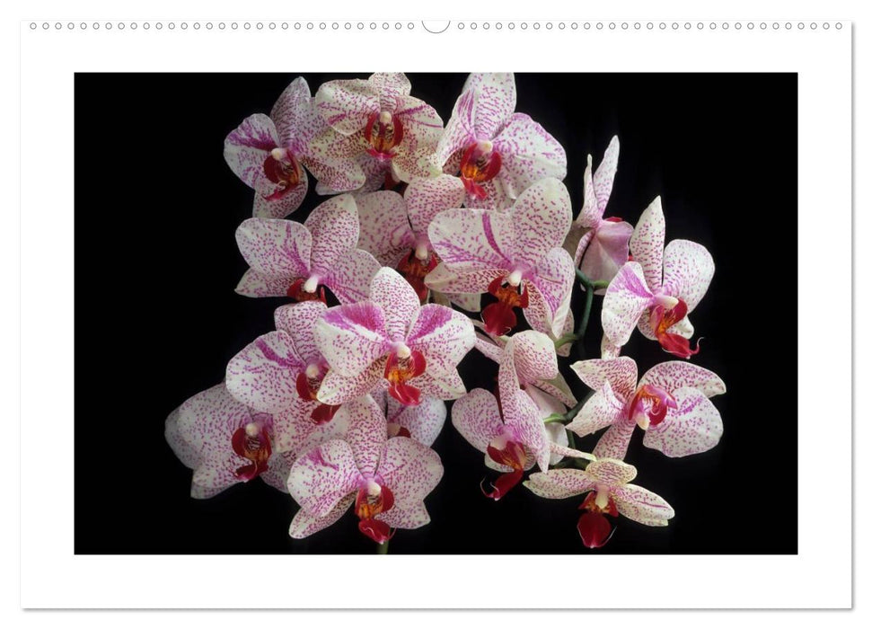 Orchideen 2025 (CALVENDO Premium Wandkalender 2025)