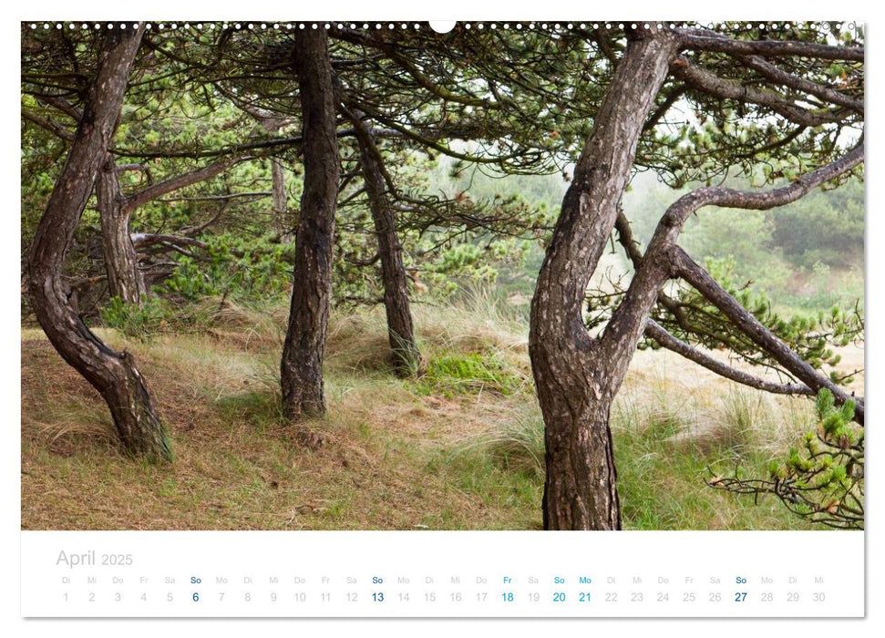 Ameland (CALVENDO Premium Wandkalender 2025)