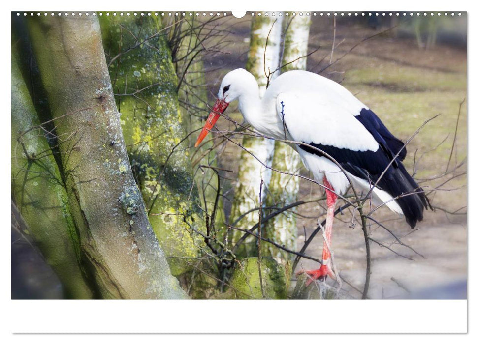 Welt der Tiere (CALVENDO Premium Wandkalender 2025)