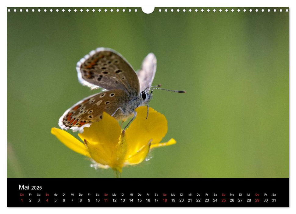 Heimatzeit - ein Jahr um Schwabmünchen (CALVENDO Wandkalender 2025)