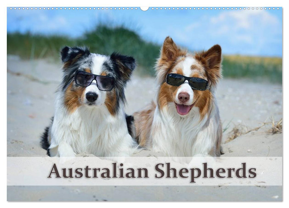 Wunderbare Australian Shepherds (CALVENDO Wandkalender 2025)