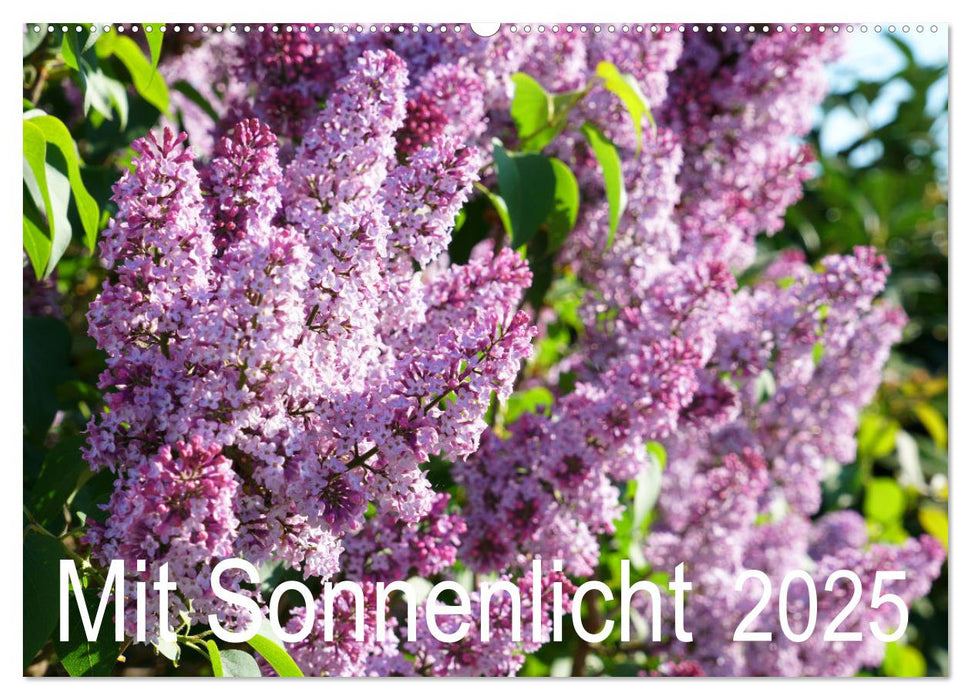 Mit Sonnenlicht (CALVENDO Wandkalender 2025)